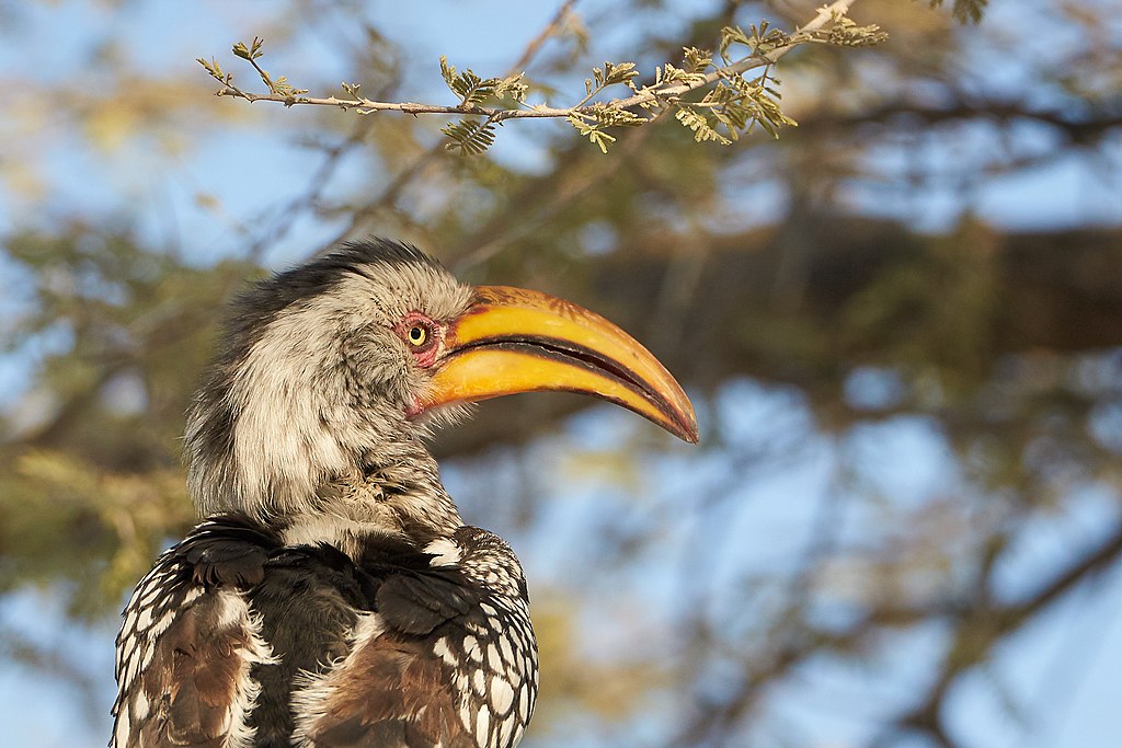 Southern Yellow-bill Hornbill are among the desert birds we see on our Namibia tours.