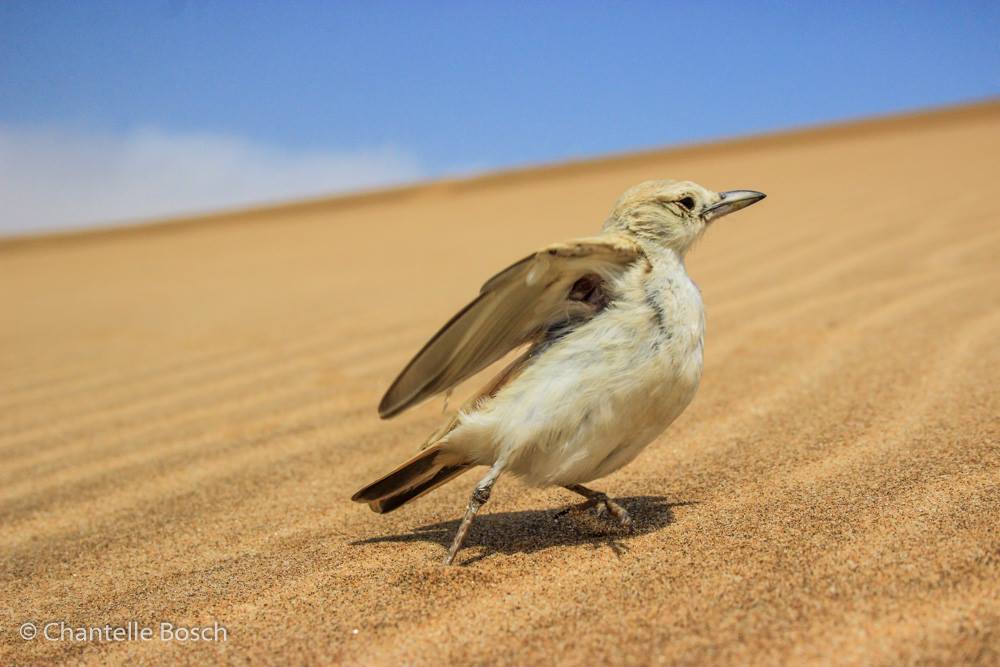 Gray's Lark are among the desert birds we see on our Namibia tours.
