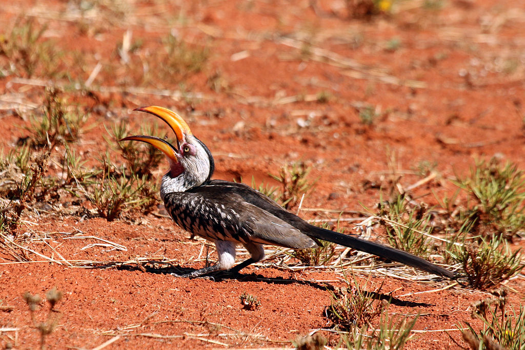 Southern Yellow-bill Hornbill are among the desert birds we see on our Namibia tours.are among the desert birds we see on our Namibia tours.