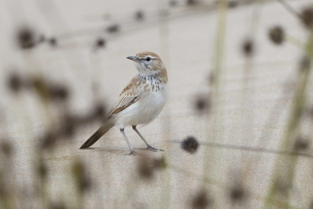 Dune Lark can be found on Naturalist Journeys' birding and wildlife tours to Namibia