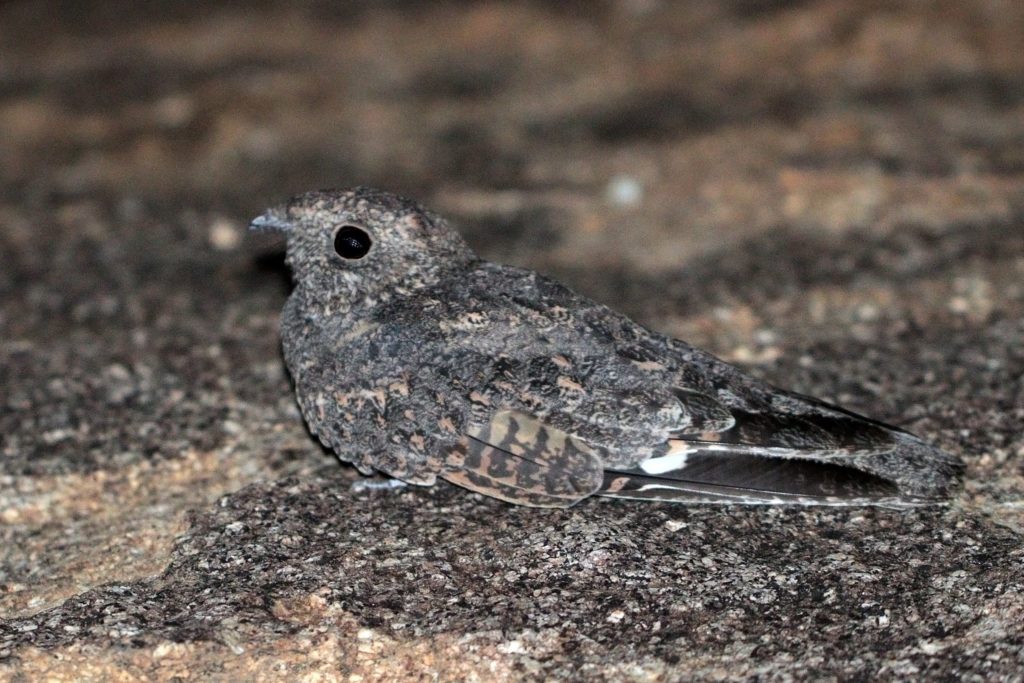 Freckled Nightjar are among the desert birds we see on our Namibia tours.