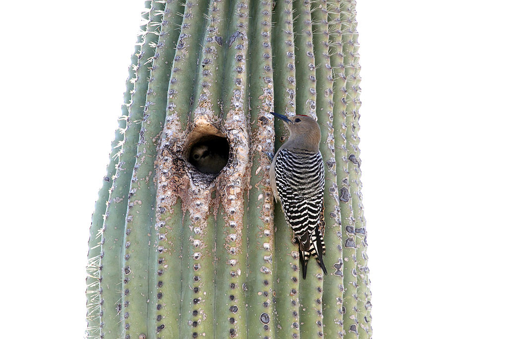 Gila Woodpeckers feature in Naturalist Journeys tours in Arizona
