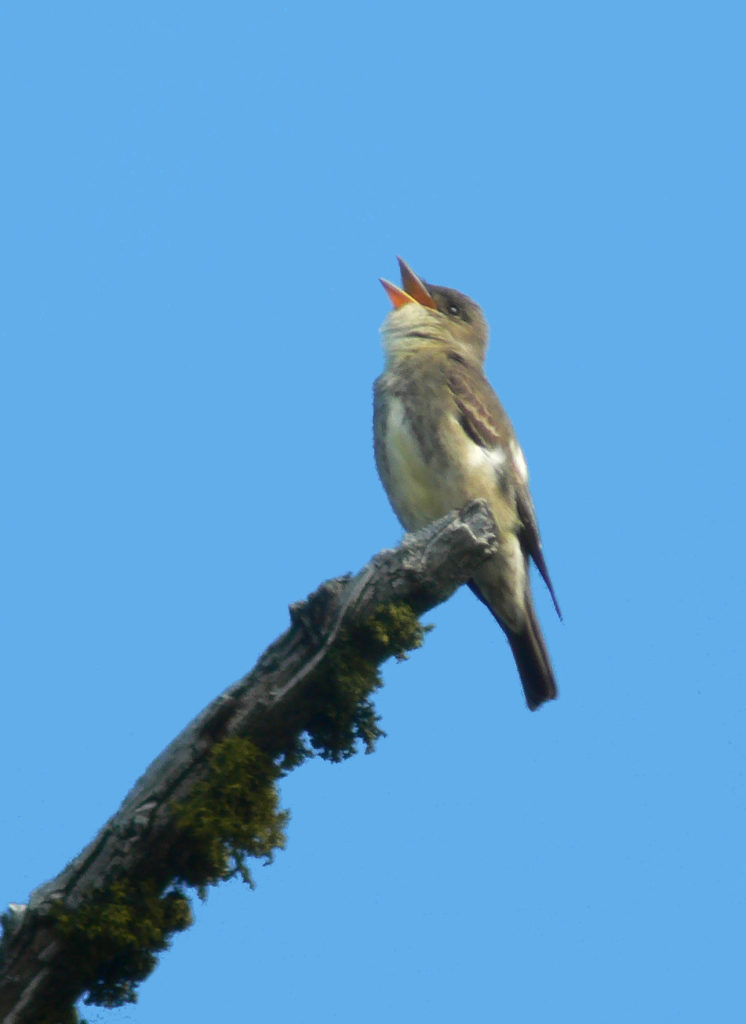 Olive-sided Flycatcher can be seen on our Oregon birding and nature tours.