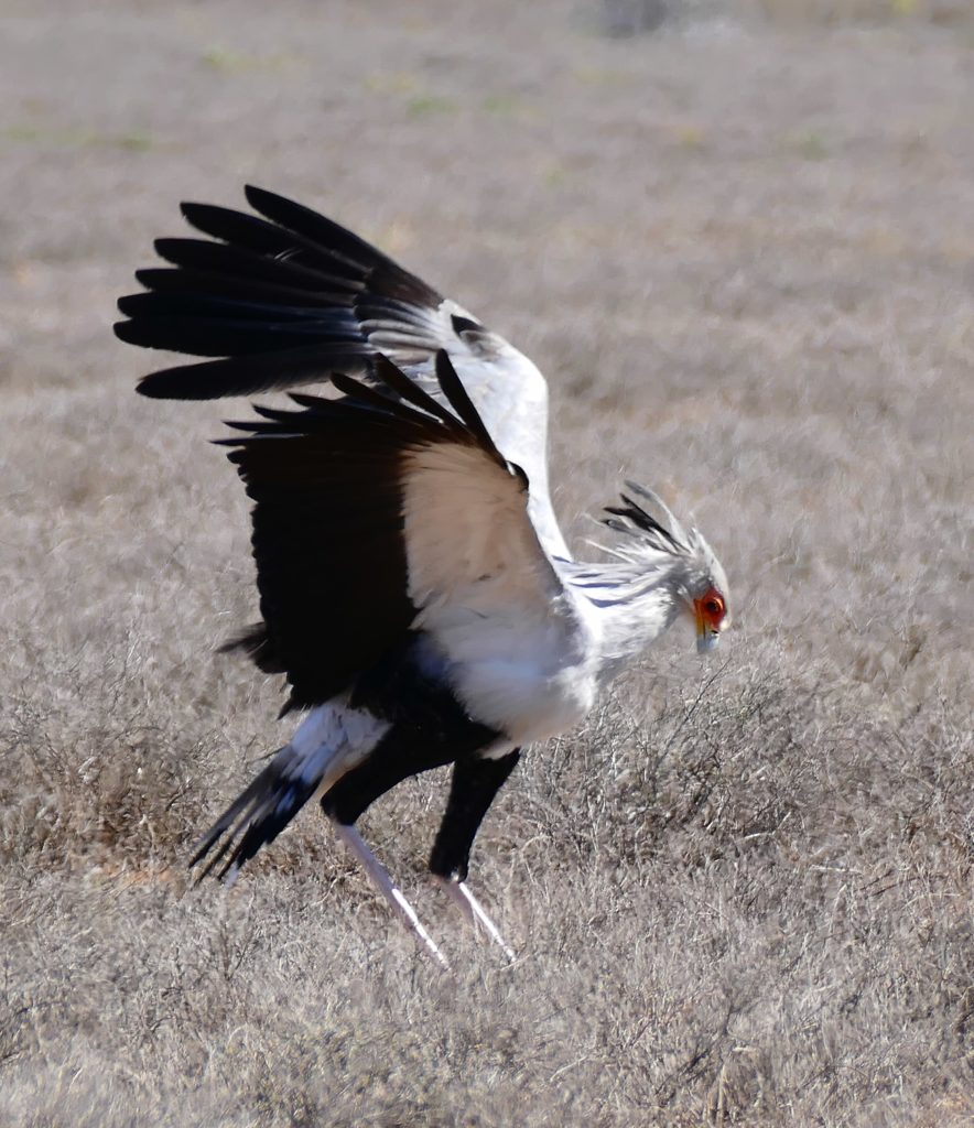 The Secretary Bird are among the desert birds we see on our Namibia tours.
