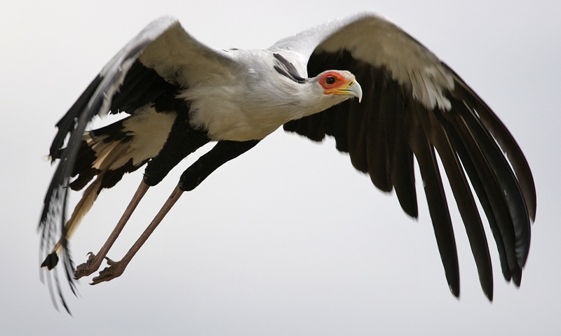 The Secretary Bird are among the desert birds we see on our Namibia tours.
