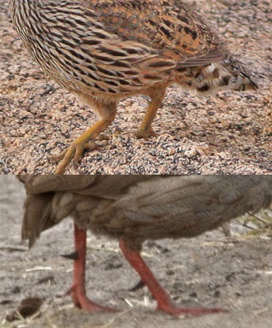 spurfowl in namibia and zaire