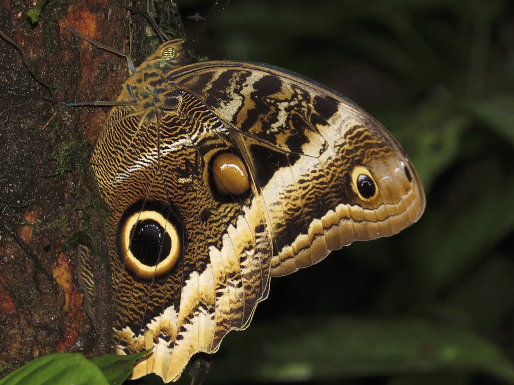 moths and butterflies will be all up in your visit during a birding and wildlife safari to Panama