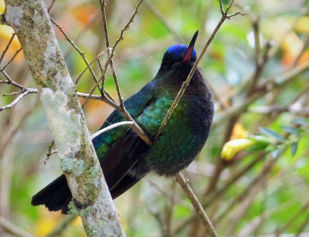 Facts about Hummingbirds: Violet-Capped are endemic to Panama and Colombia. 