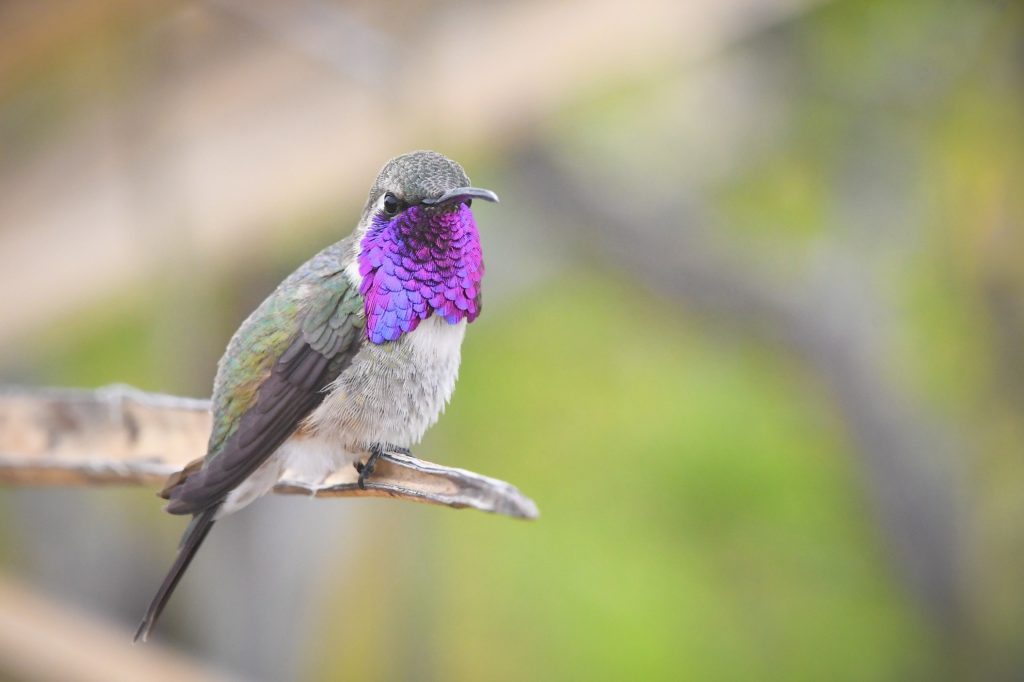 Fun Fact: Lucifer hummingbirds are in league with the devil