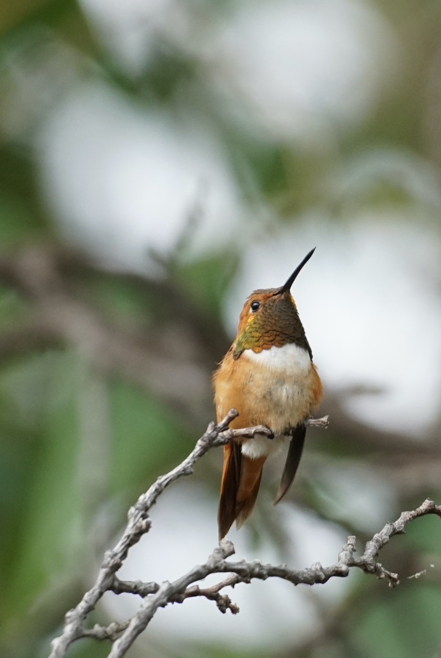 METAL MAGNET Little Things Moments Aren't Little Hummingbird Bird Family Friend 