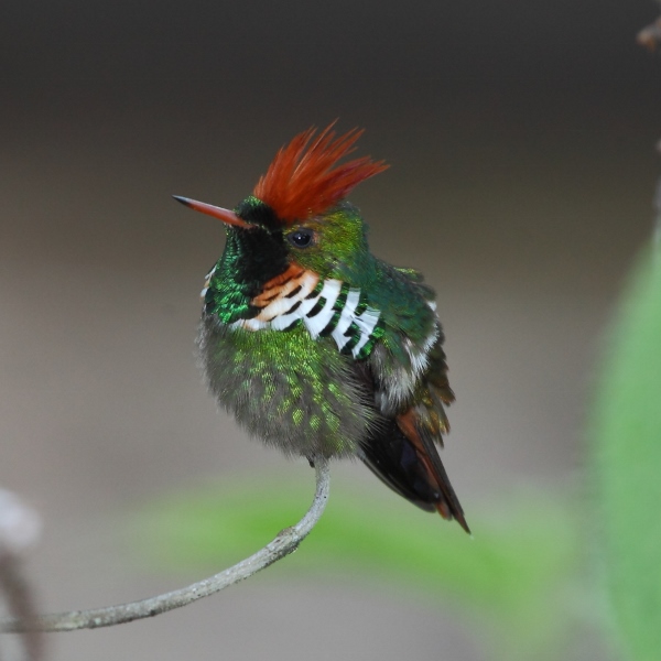 Facts About Hummingbirds: Frilled Coquette is a flirt