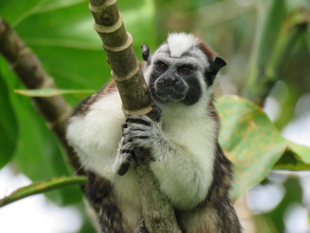 Goffroy's Tamarin may be seen on our birding and wildlife tours to Panama