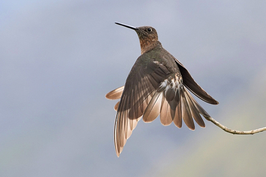Giant is the largest: facts about hummingbirds