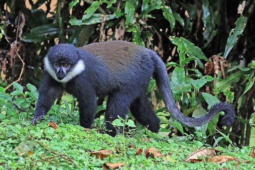 L’hoest’s Monkey may be seen on Naturalist Journeys' birding and wildlife tours to Uganda