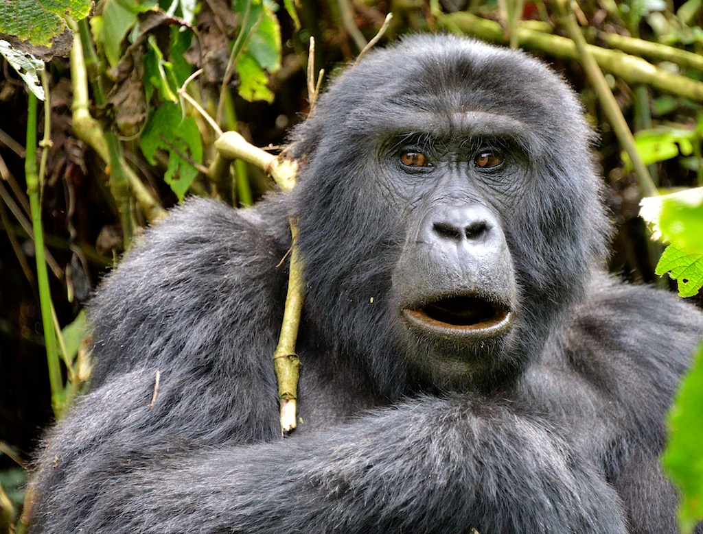 Mountain Gorilla are found in the biodiversity hotspot in Uganda known as Afromontane Forest on a Naturalist Journeys birding and wildlife safari