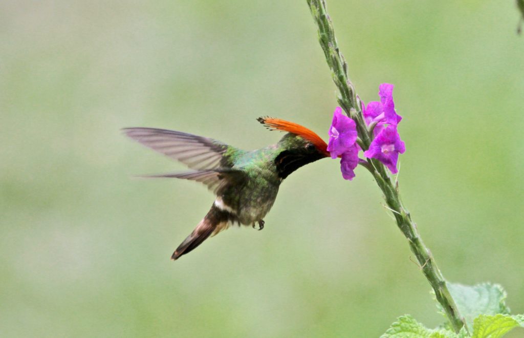 Facts about Hummingbirds: rufous-crested coquette pushes its southern baptist hat back when it's feeding