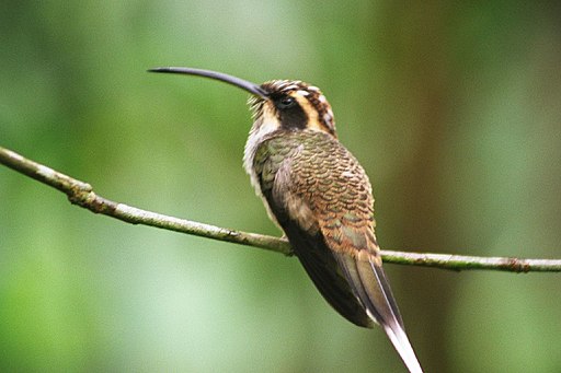 Facts about Hummingirds: Scale-throated Hummingbird is simultaneously dull and exciting