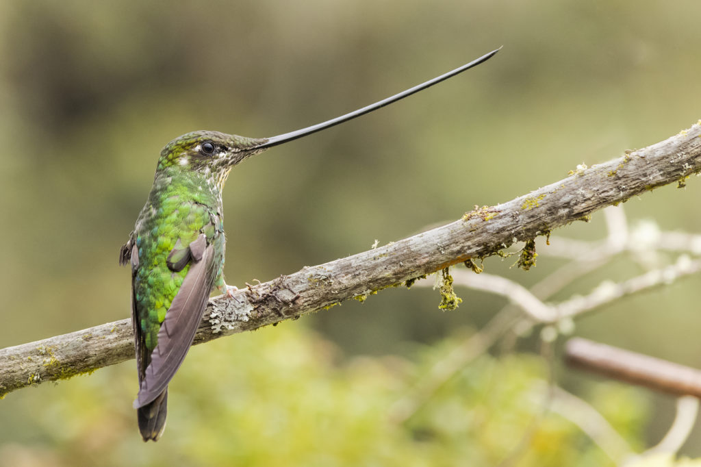 Sword-billed has the longest bill of any: facts about hummingbirds