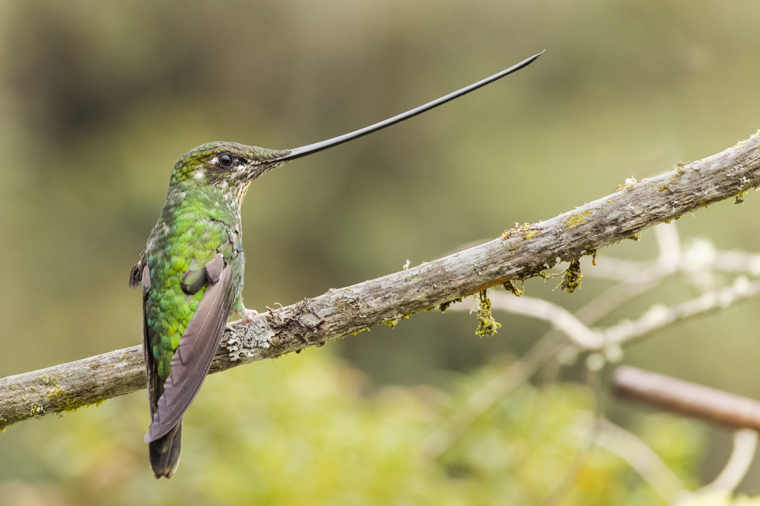 sword-billed-hummingbird-by-ferney-salgado-the-naturalist-journeys-blog