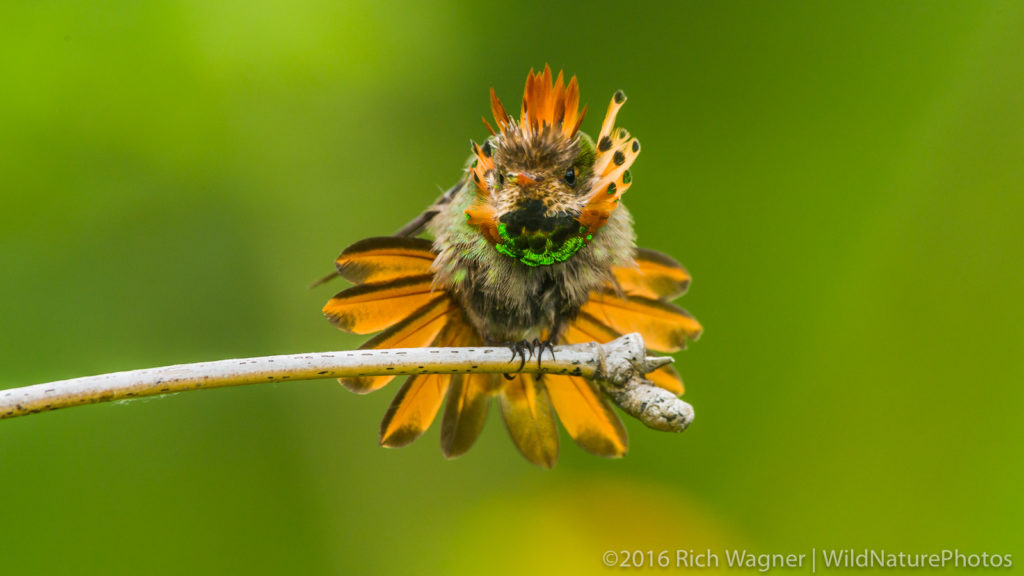 Fun facts about hummingbirds: tufted coquette is cute!