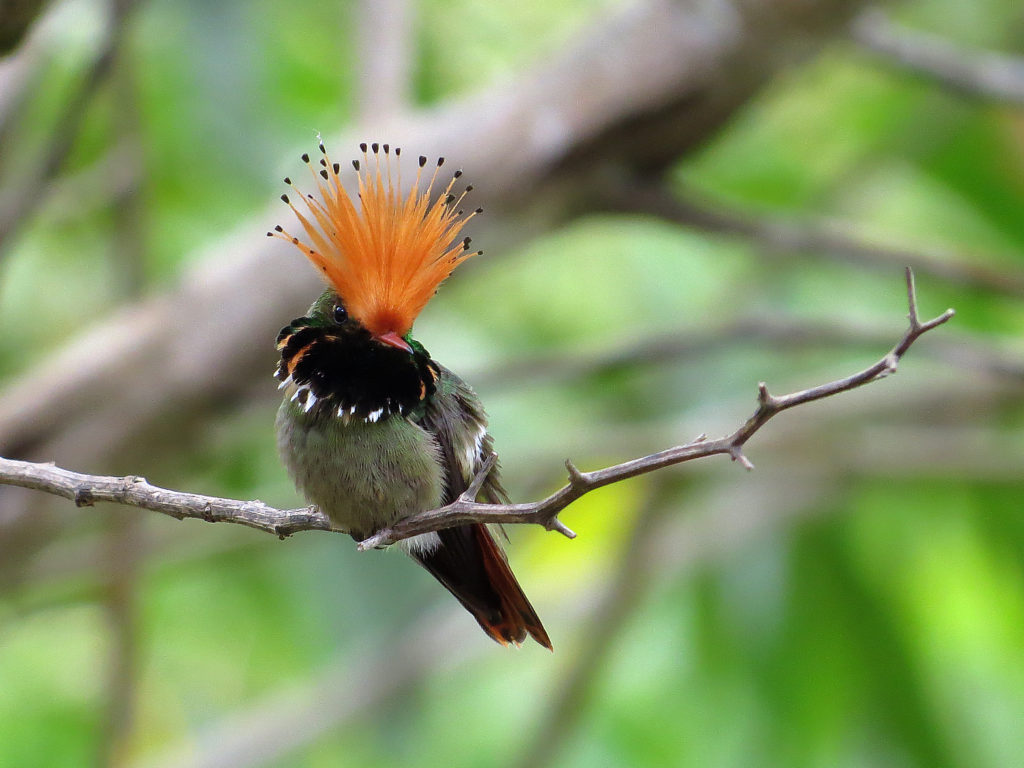 facts about hummingbirds: rufous-crested coquette is more feather than flash