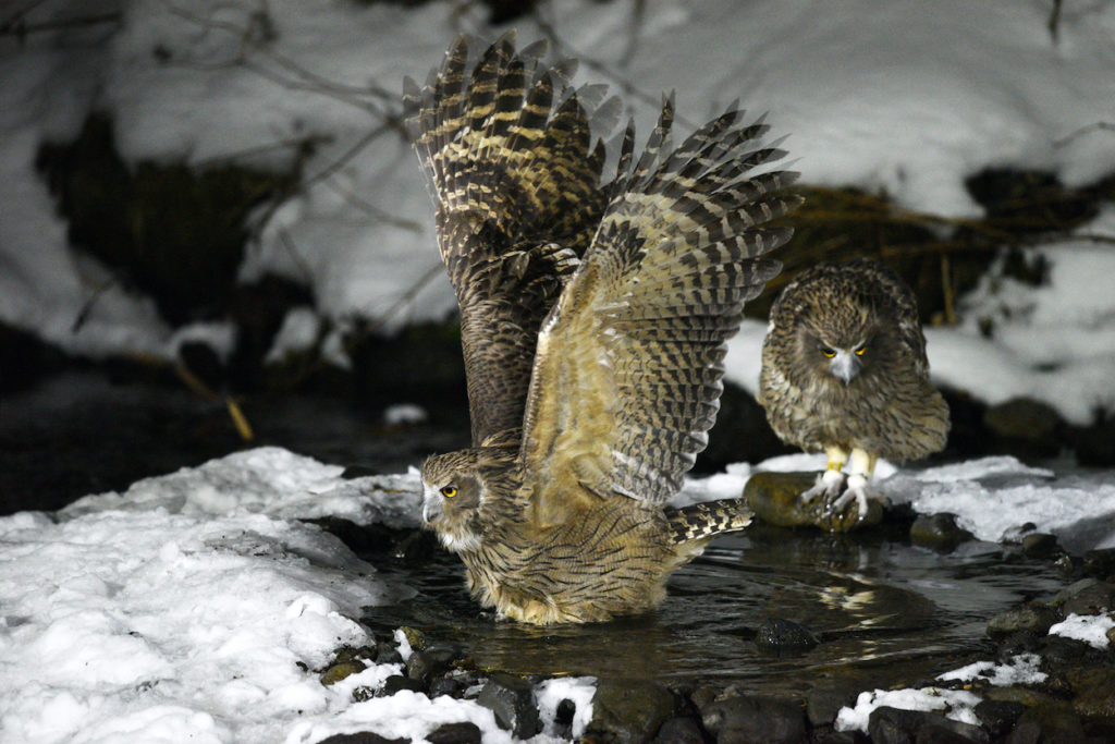 Owling is a family-specific type of birding