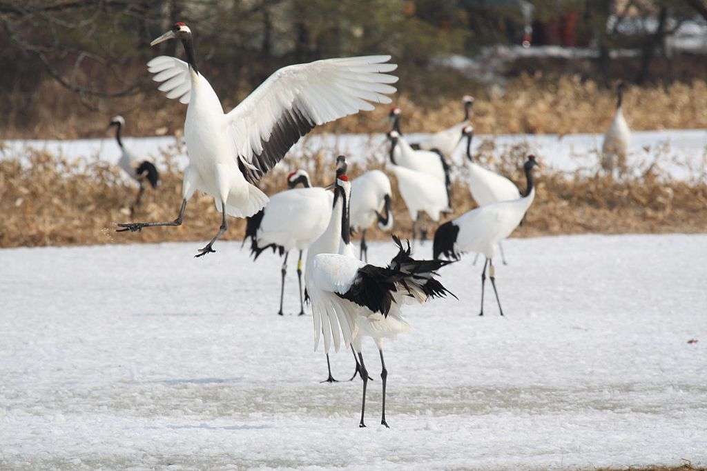 Dancing Red-crowned Cranes and Japanese Snow Monkeys are highlights of Naturalist Journeys' Japan Birding and Nature Tour