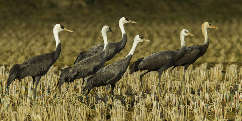 Hooded Cranes are kin to the Red-Crowned Cranes of Japan.