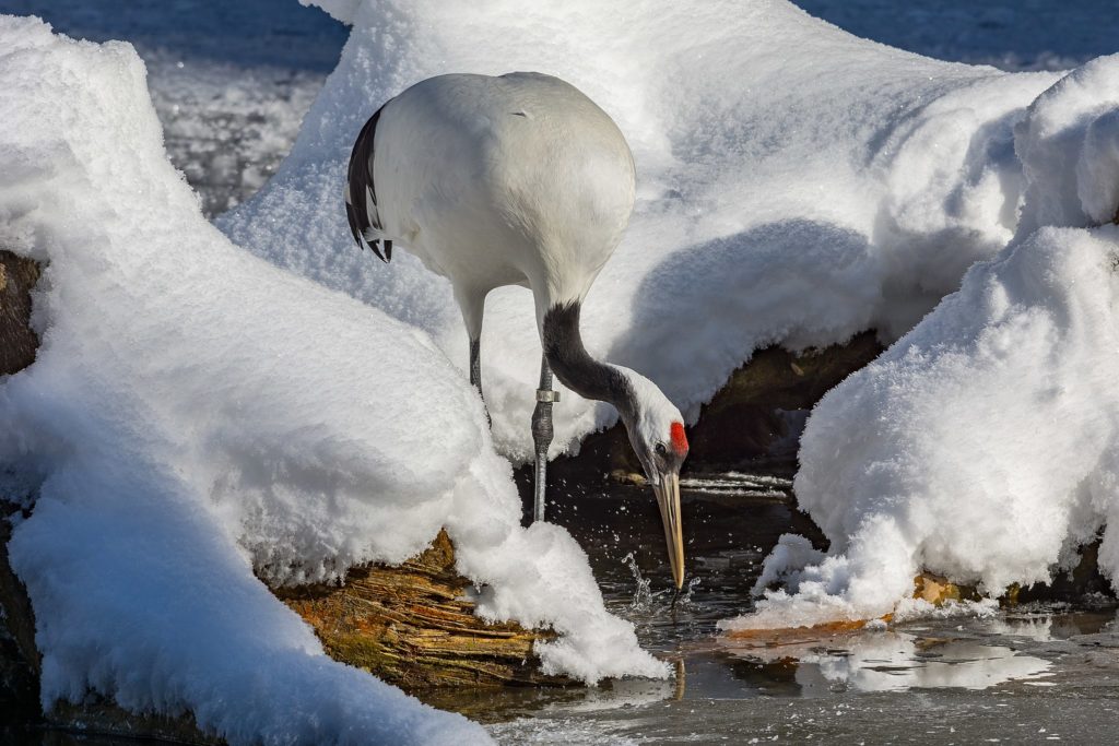 Dancing Red-crowned Cranes and Japanese Snow Monkeys are highlights of Naturalist Journeys' Japan Birding and Nature Tour