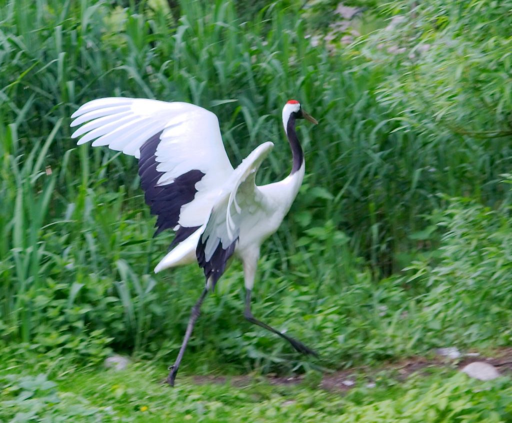 Dancing Red-crowned Cranes and Japanese Snow Monkeys are highlights of Naturalist Journeys' Japan Birding and Nature Tour