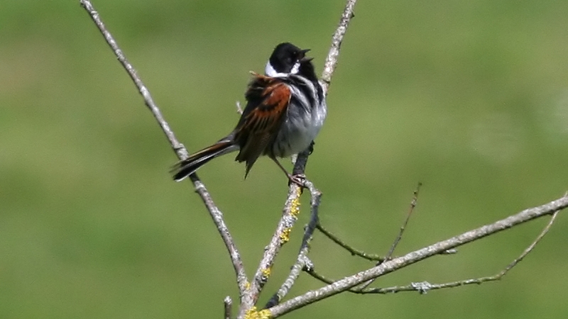Reed Bunting may be seen on Naturalist Journeys' Japan birding and nature tour