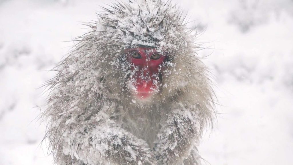 Red-crowned Cranes and Japanese Snow Monkeys are the centerpieces of this Japan Birding and Nature tour