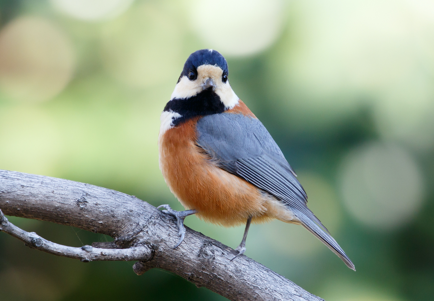 The Symbolic Significance of Red and Blue Birds: