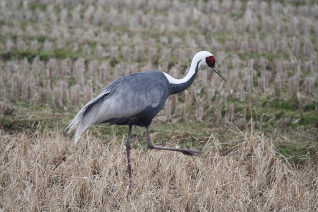 White-naped Crane is the more common cousin of the Red-Crowned Crane.