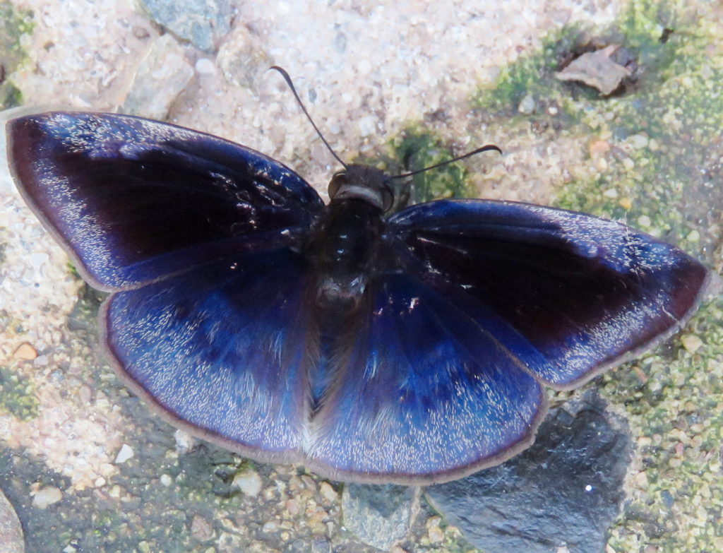butterfly guide shows this one as Anastrus meliboea