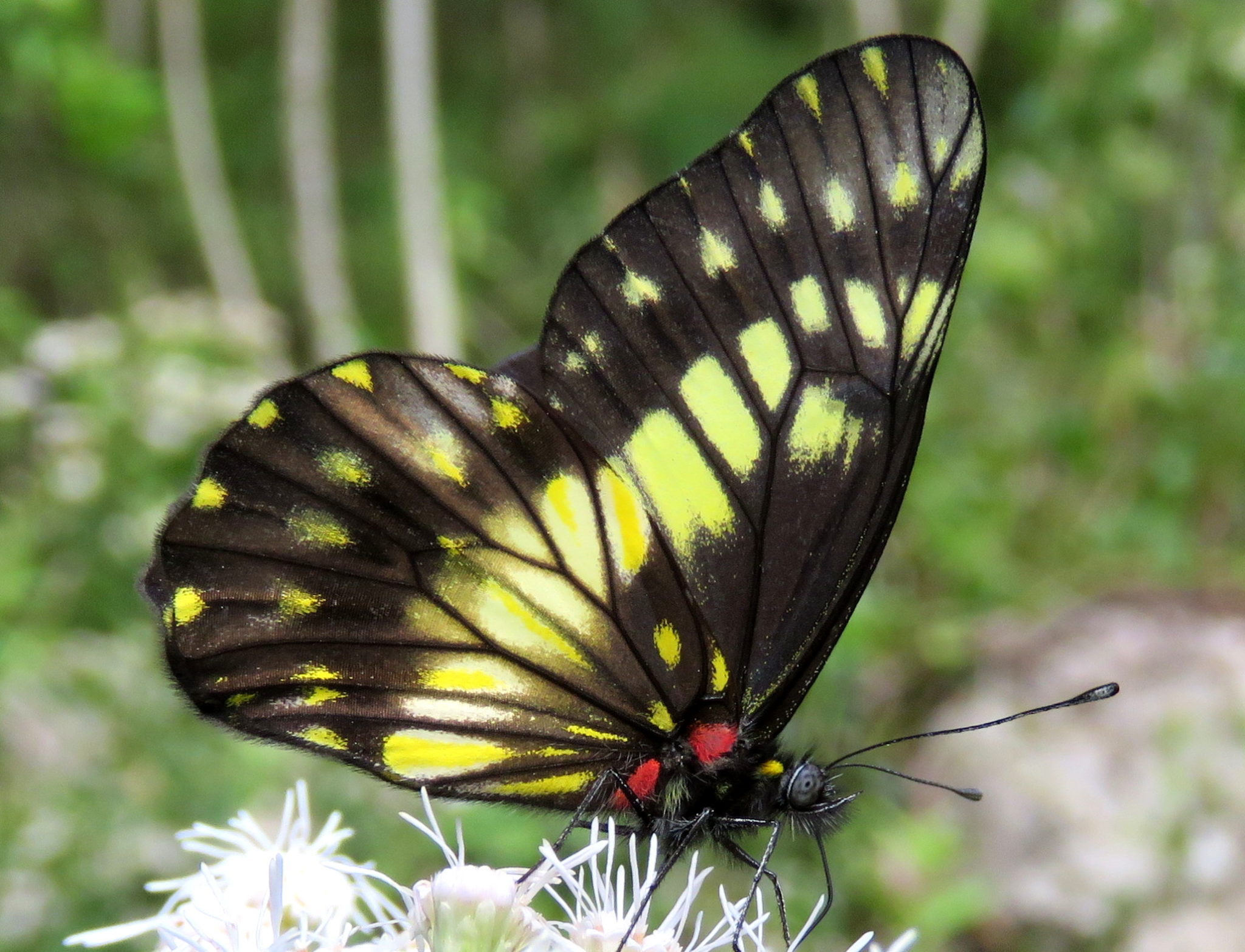 Catastictanimbice The Naturalist Journeys Blog