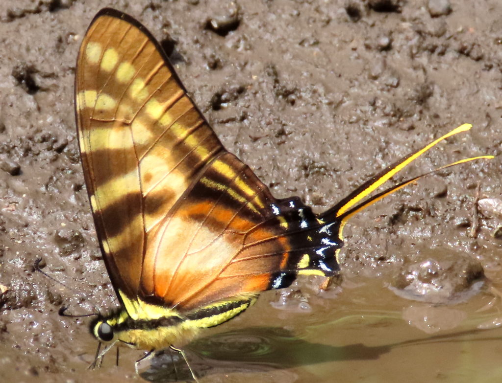 butterfly guide says this one is Neographium thyastes