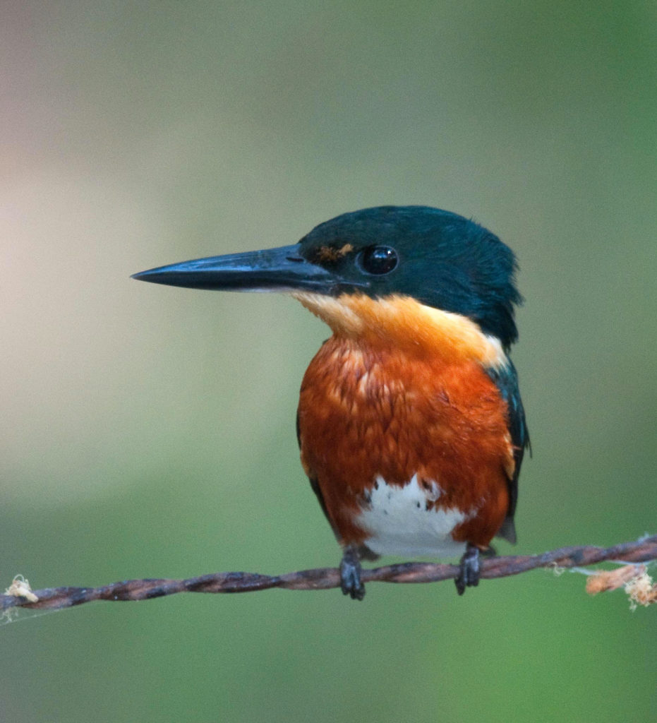African Pygmy Kingfisher by Tom Dove