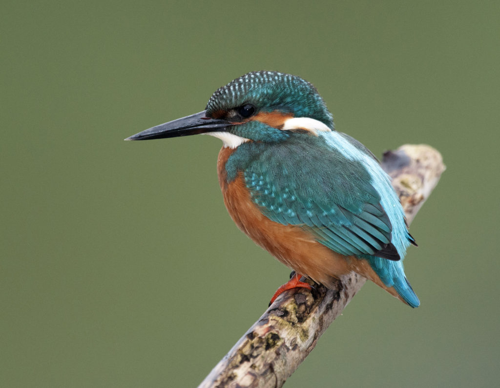 Common Kinfishers can be seen on many of Naturalist Journeys' European tours. 