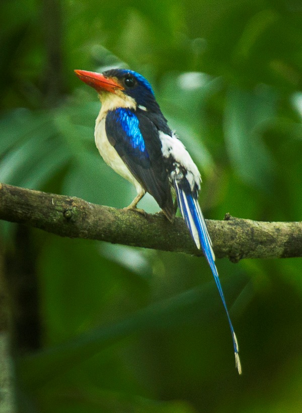Common Paradise Kingfisher by Francesco Veroni via Creative Commons