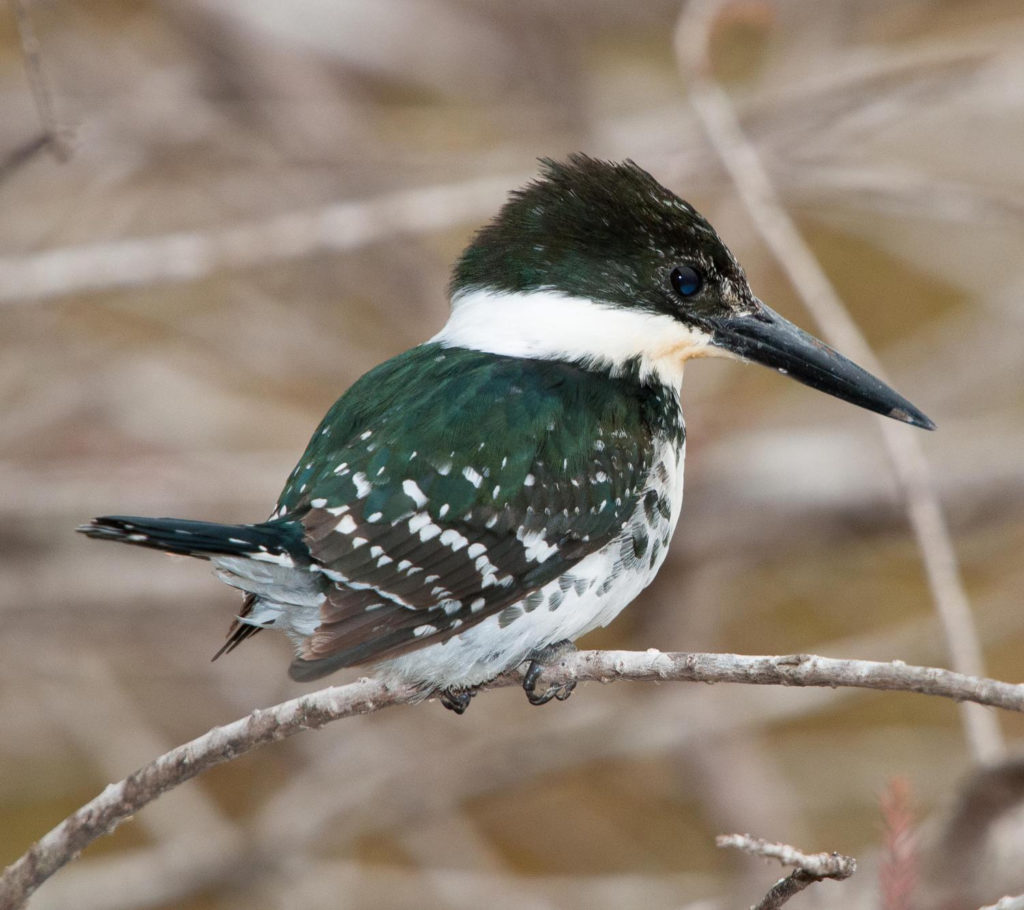 Green Kingfisher is at the top of its range in Texas and Arizona.