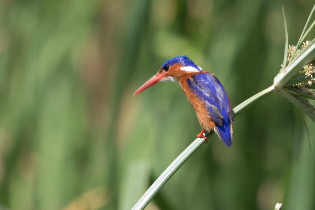 Malachite Kingfisher by Peg Abbott