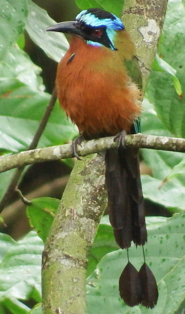 Kingfishers are in the same family as this Trinidad Motmot