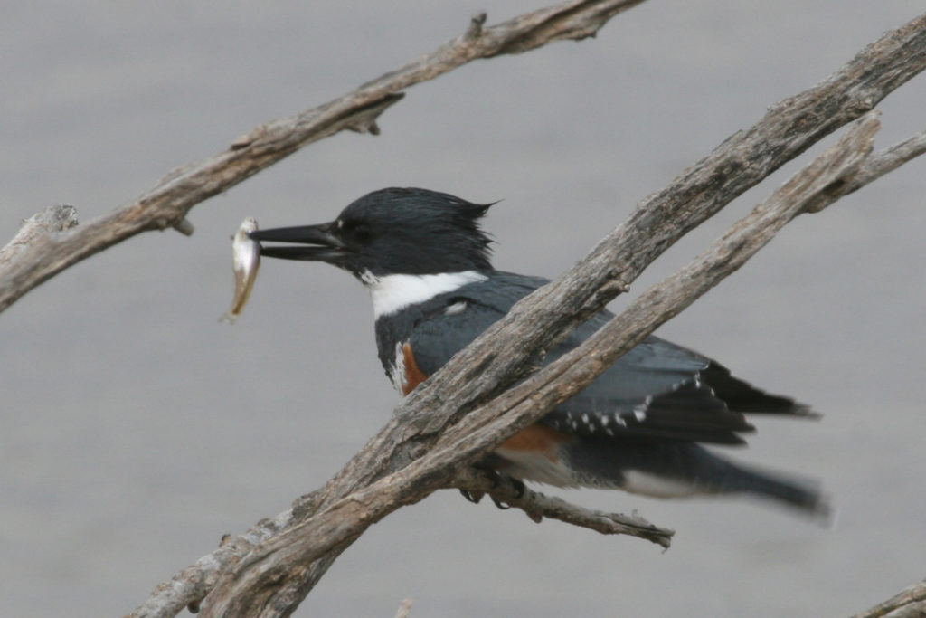 The Belted Kingfisher is the kingfisher known to most Americans