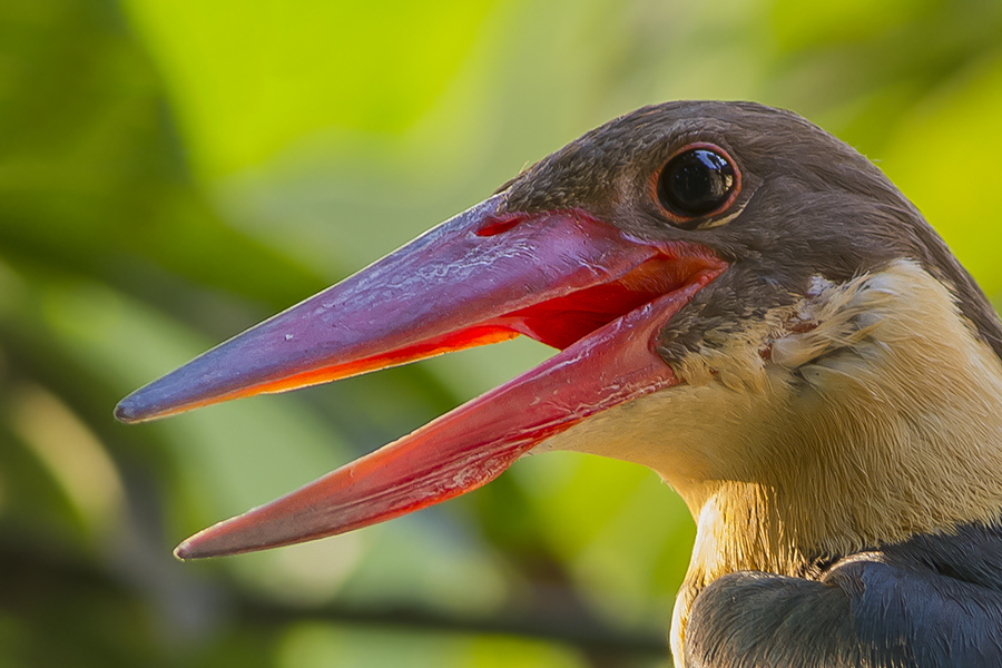 Stork-billed Kingfisher can be seen on our India tours. Photo Credit: Dibyendu Ash via Creative Commons