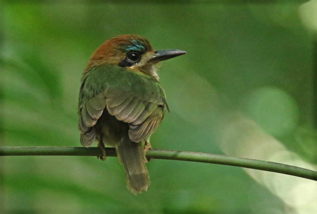kingfishers are in the same family as this Tody Motmot.