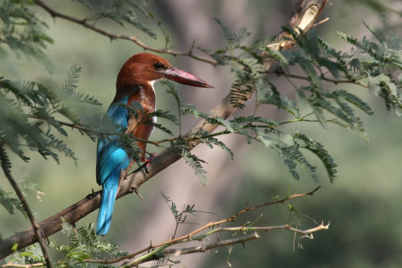 White-throated-Kingfisher-india-PEAB - The Naturalist Journeys Blog