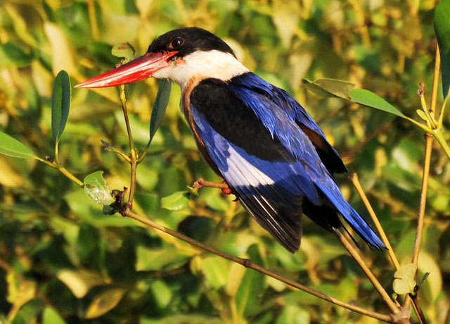 Black-Capped Kingfisher 