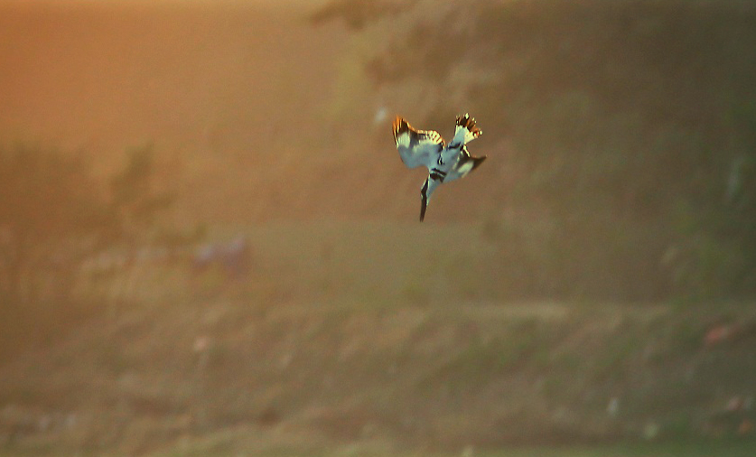 pied Kingfisher by Annishaikh1990 via Creative Commons