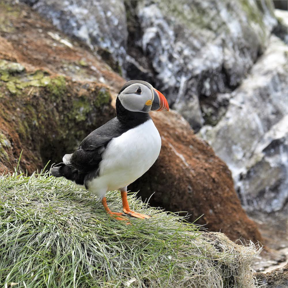 Atlantic Puffin is one of the most common European birds seen by birders on Naturalist Journeys' guided nature tours in Europe